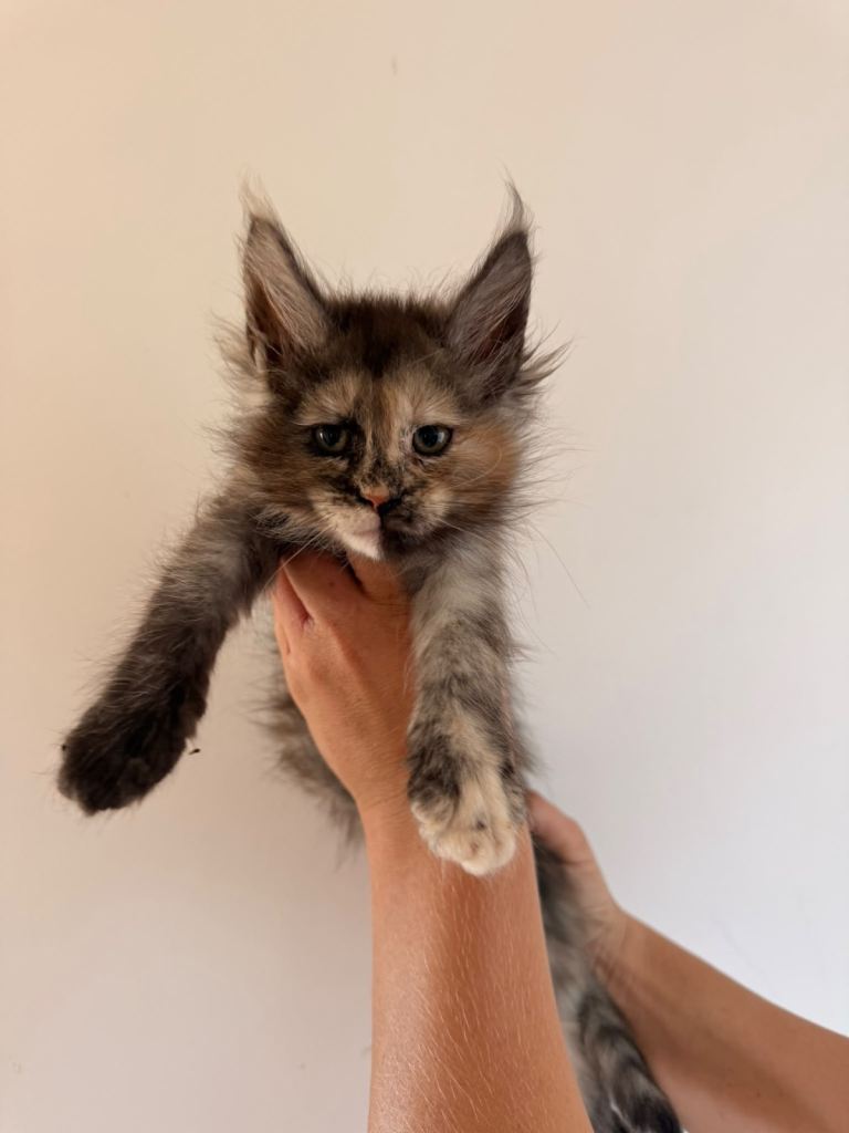 TICA Registered Maine coon kittens