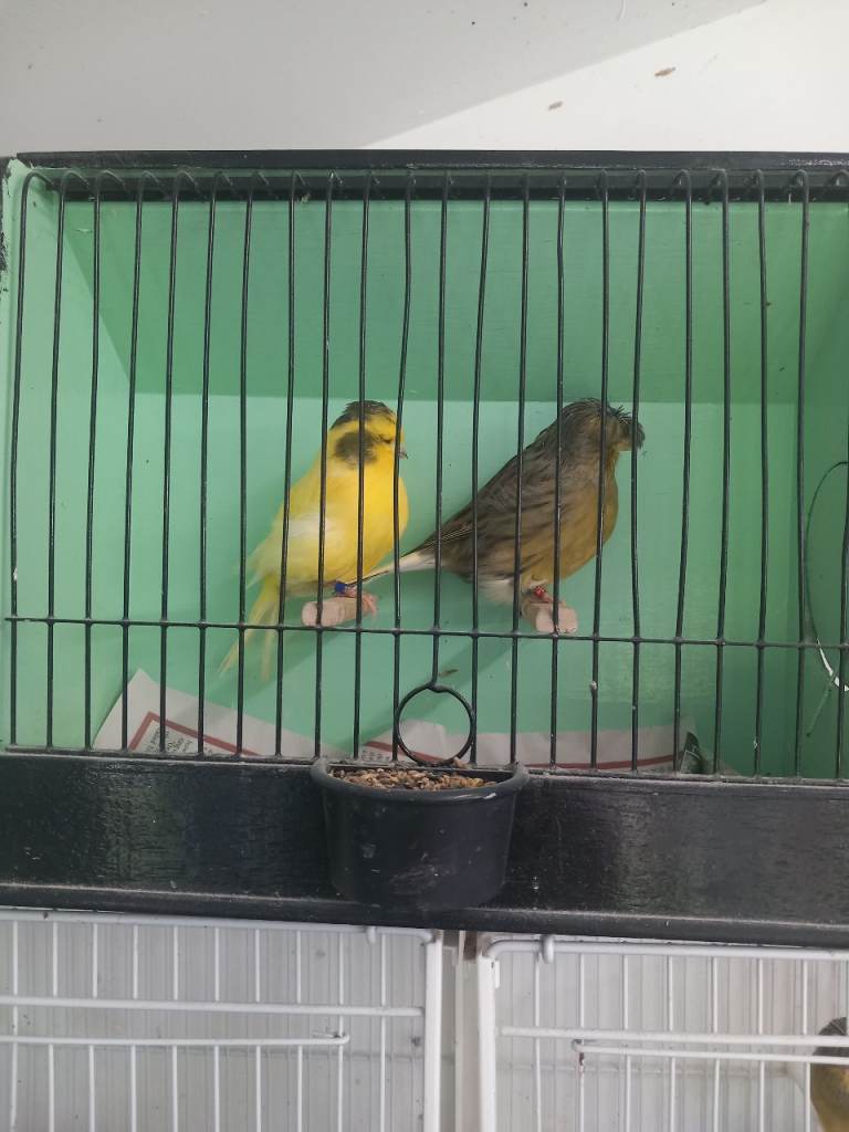 Gloster canaries