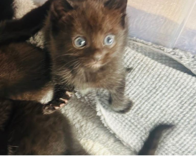 Kittens x2 boys left - GORGEOUS 