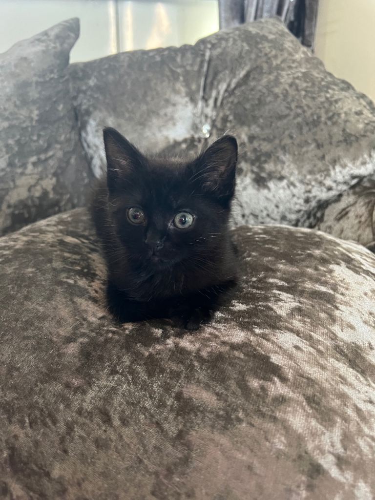 3 black kitties 