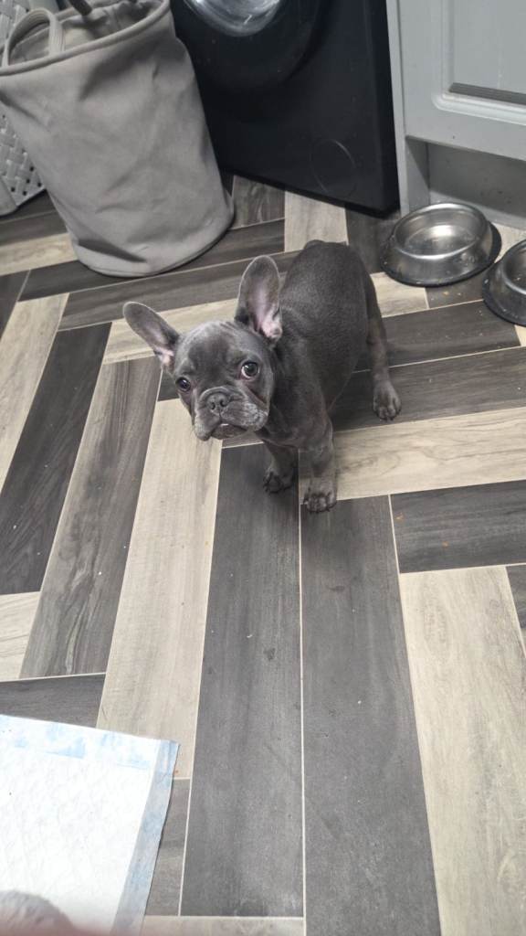French bulldog