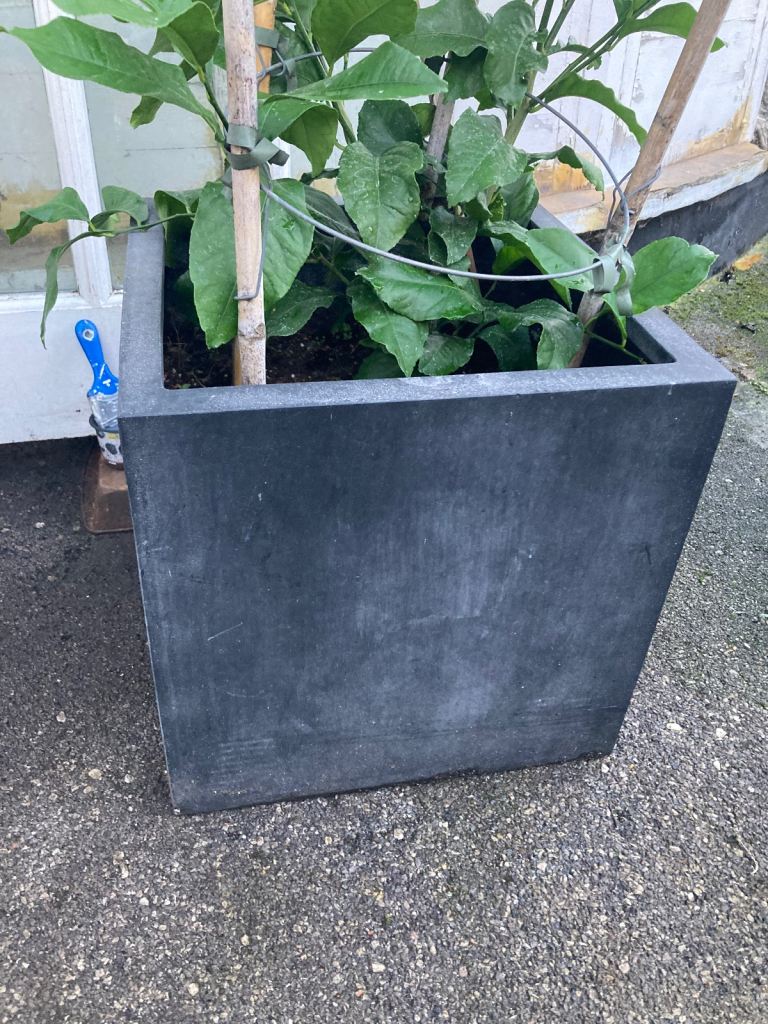 Lemon plant in a large fake stone pot 