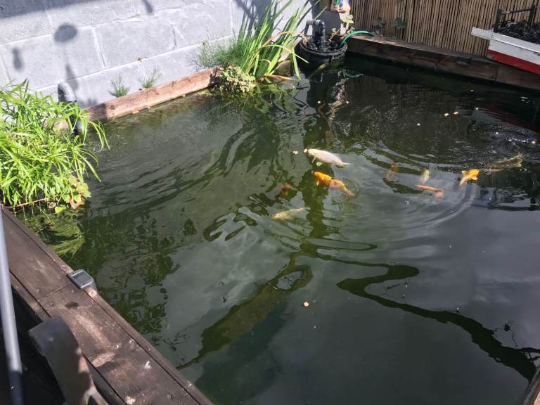Fingerling KOI & Chagoi carp Fingerlings - 1" 1.5" £3 each