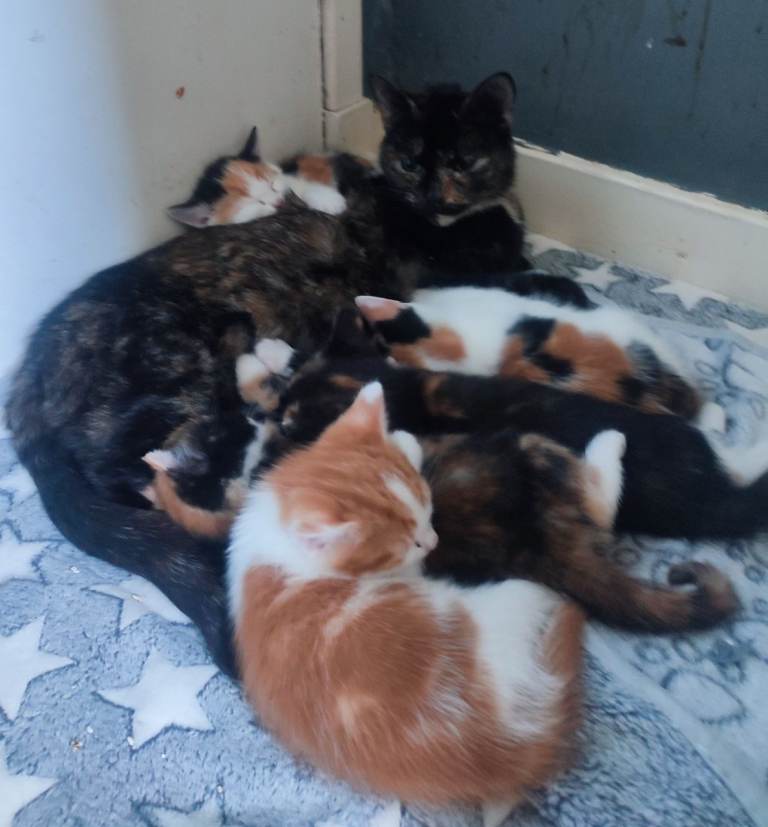 Beautiful Calico kittens