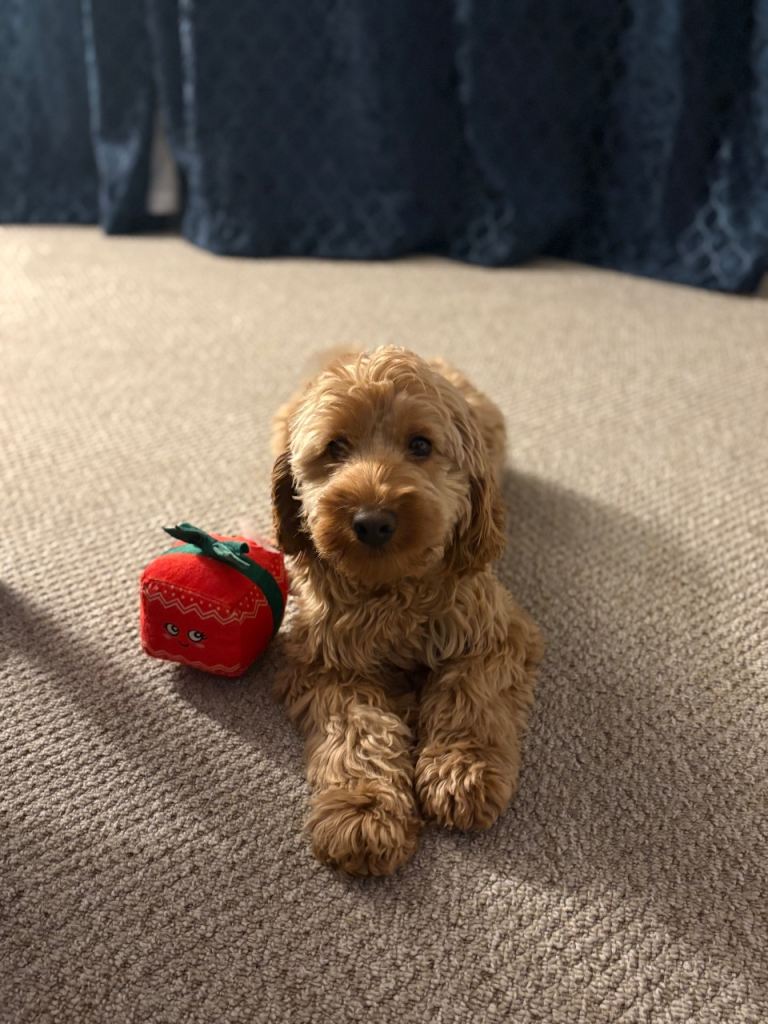 F1B cockapoo puppies 
