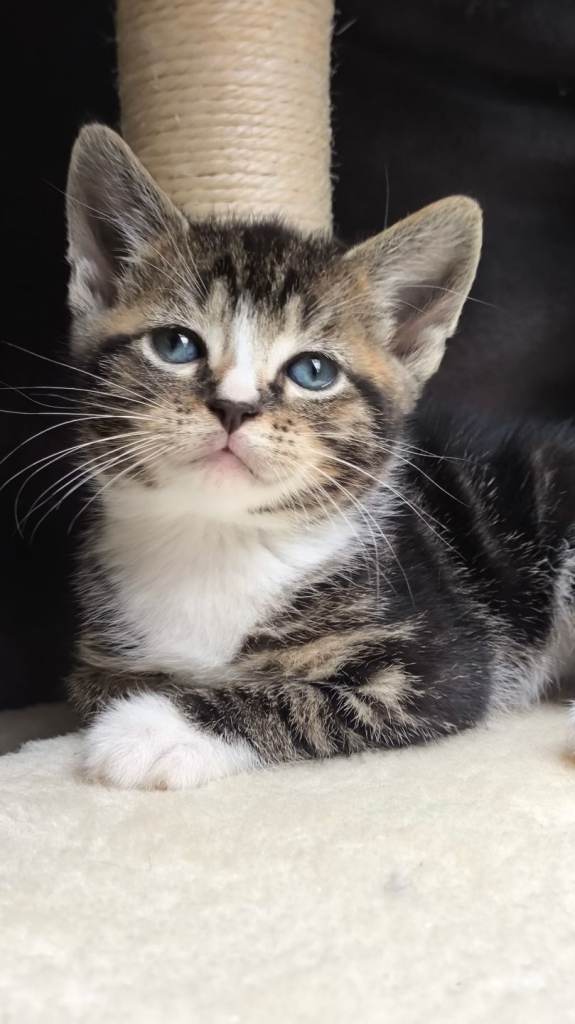 Calico Kittens 