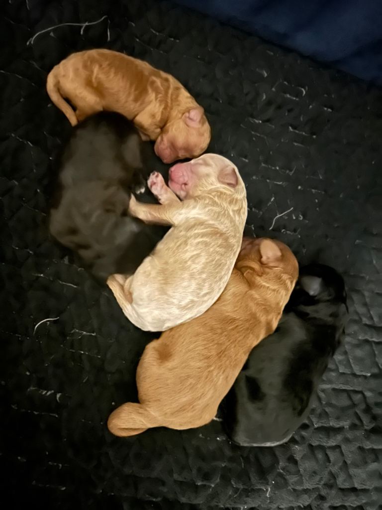 ✨ Gorgeous Shihpoo Puppies – Ready 31st January ✨