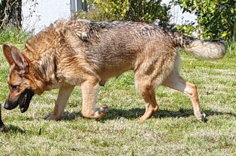 German Shephard Pups