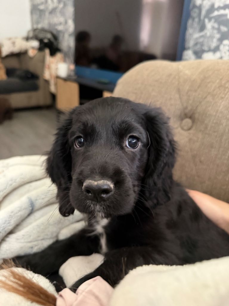 Cocker puppies 