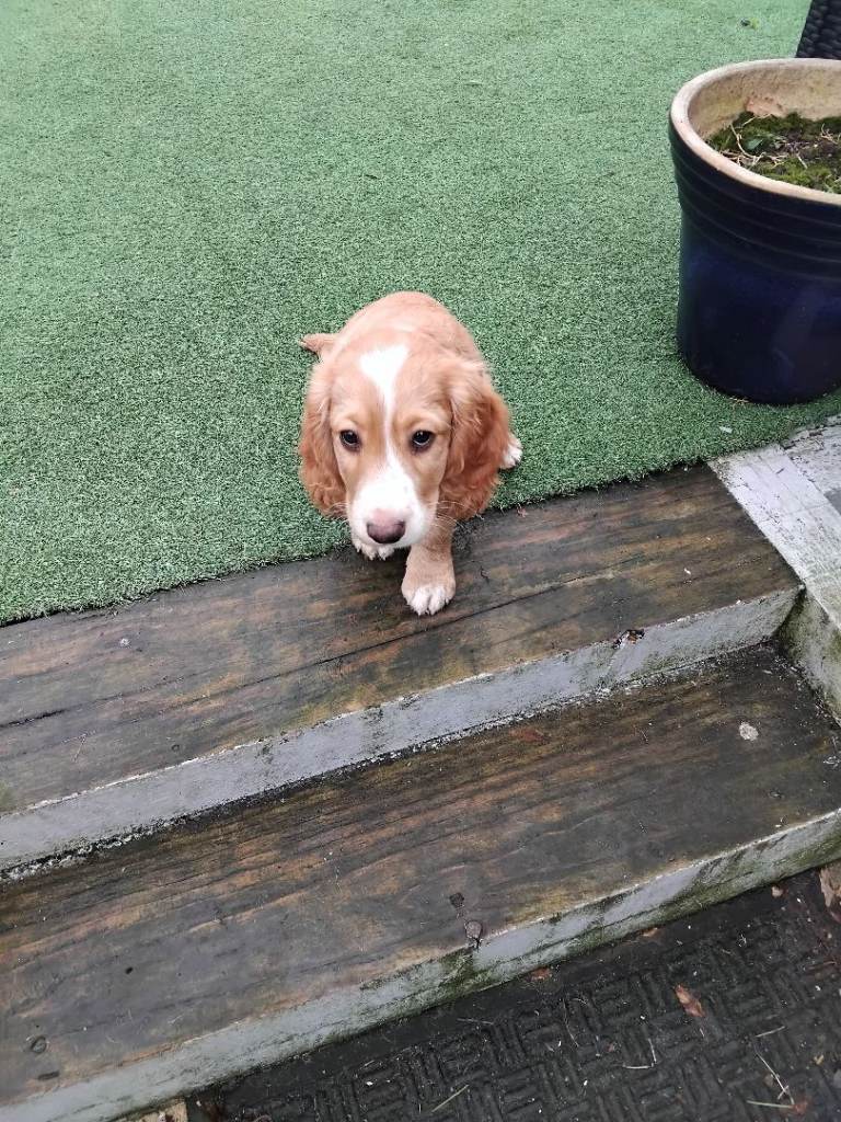 Cocker spaniel pup