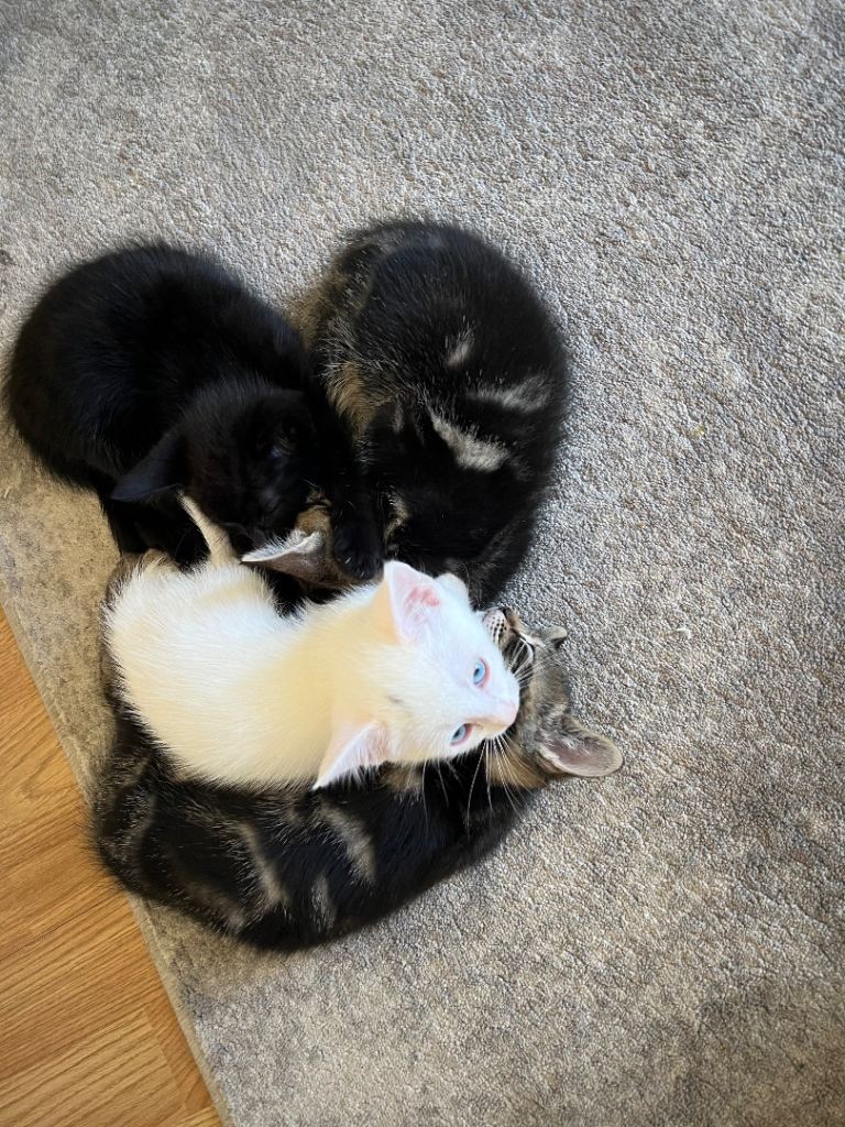 4 kittens