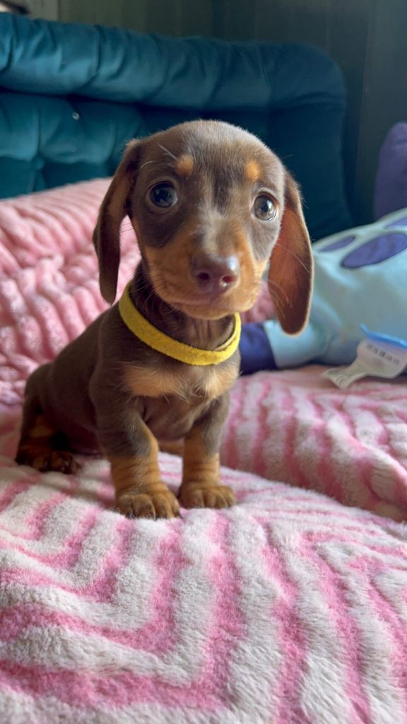 READY TO COLLECT- KC Reg Miniature Dachshund Puppies - PRA Clear - Chocolate Dapple & Tan Girls