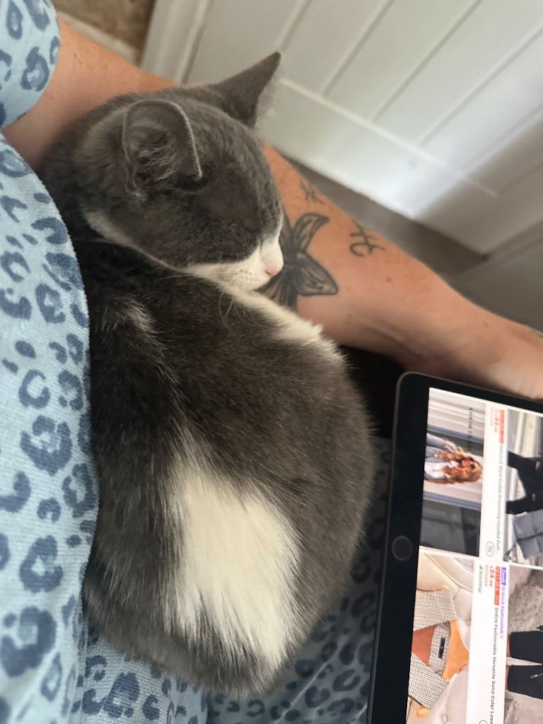 2 year old cat
