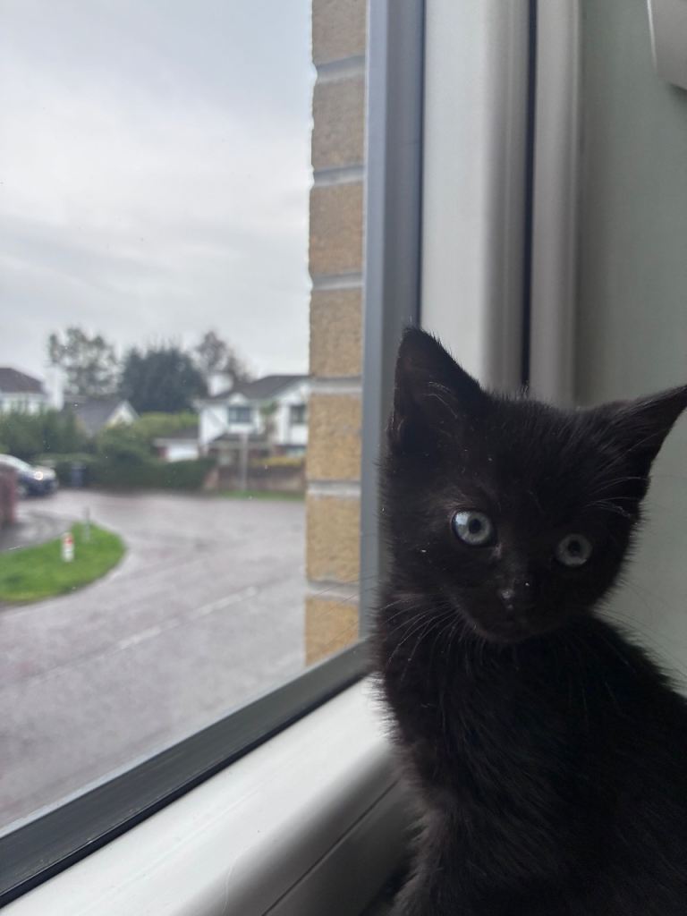 9 week old black Kitten GONE