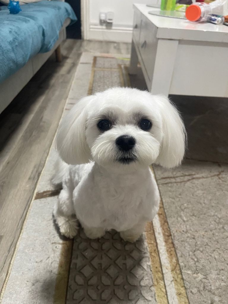 Maltese 2 boys  1 girl