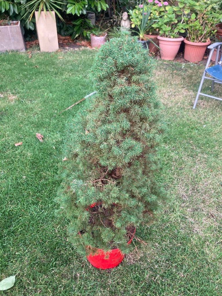 Environment  friendly real Christmas tree plant