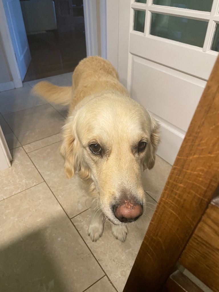 4 year old Golden Retriever 