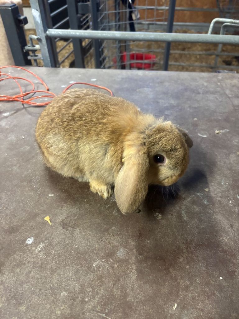 Mini lop baby rabbits 