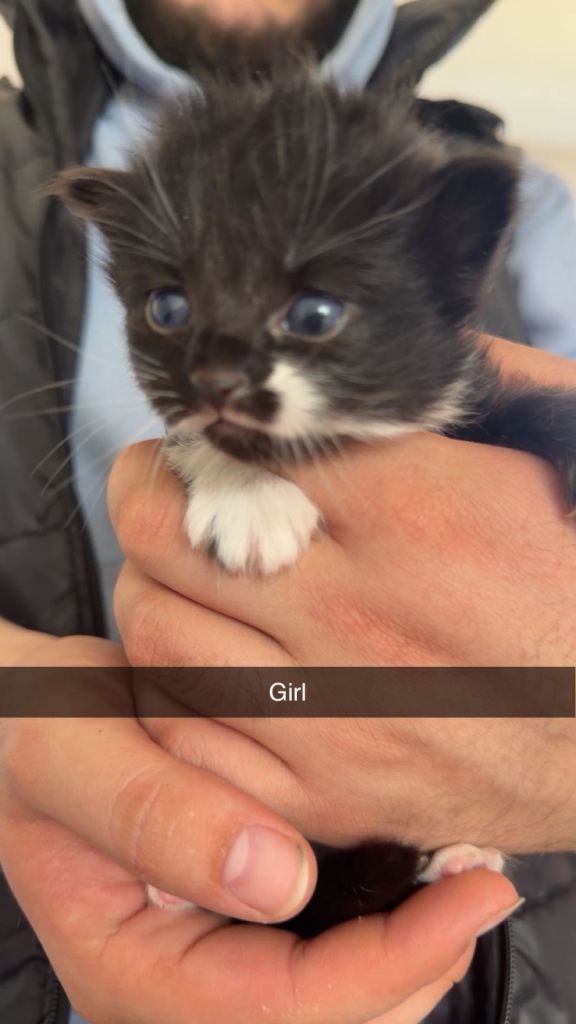 Kittens