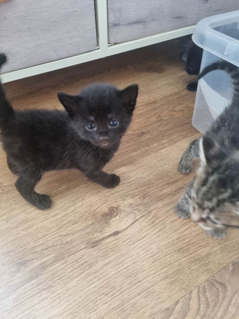 Kittens