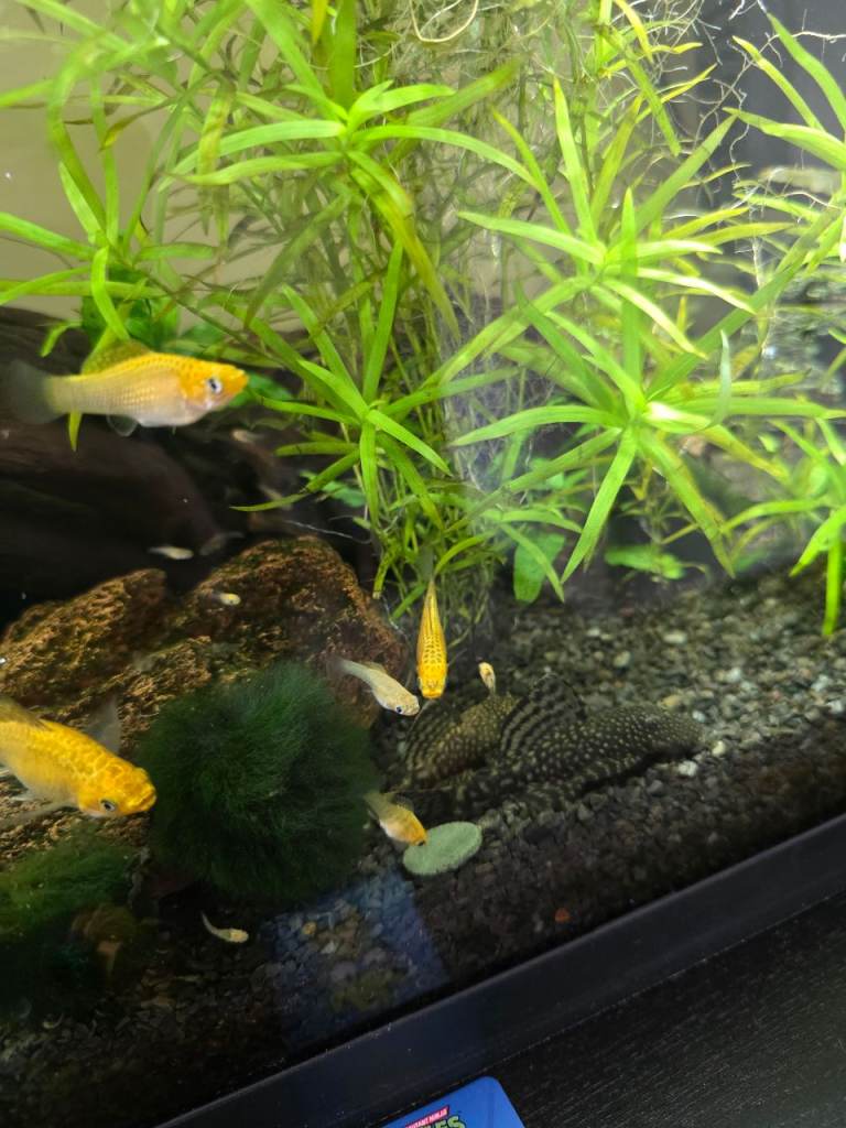 Gold Mollies - various size for rehome