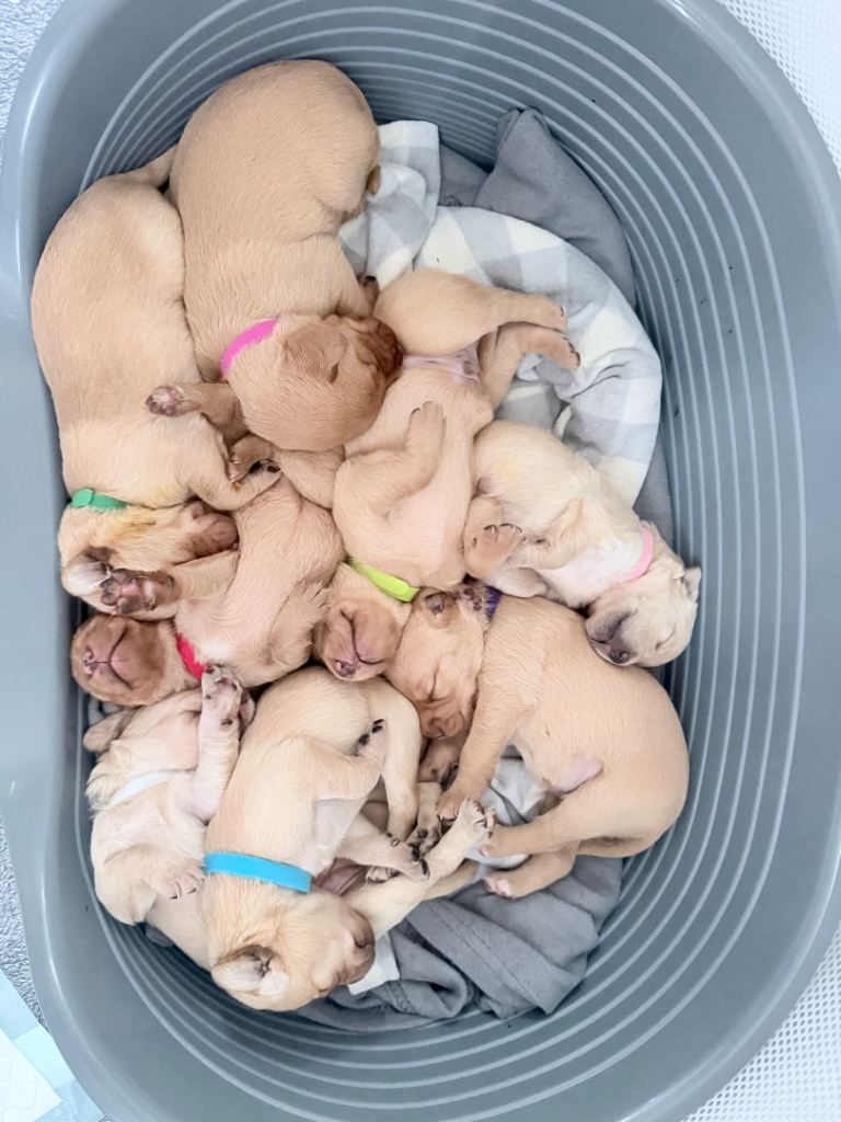 KC Registered Red Fox/Golden Labrador Puppies