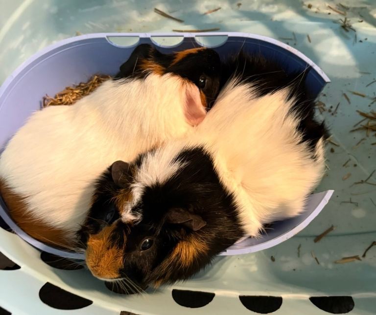 Guinea pigs x2