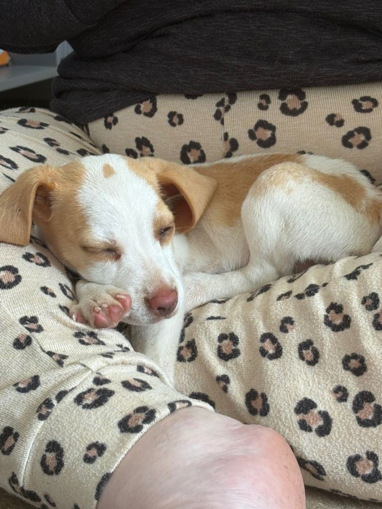 16 week old beagle puppy 