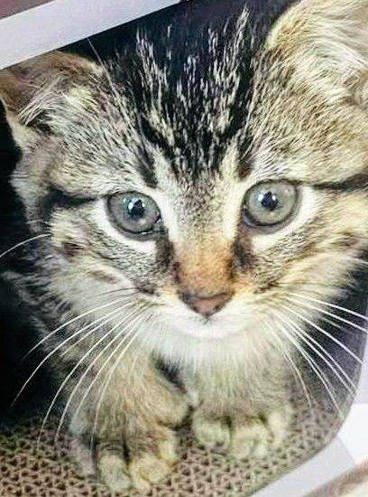 Simply stunning Ragdoll x Bengal kittens ready now for their forever loving new homes :)