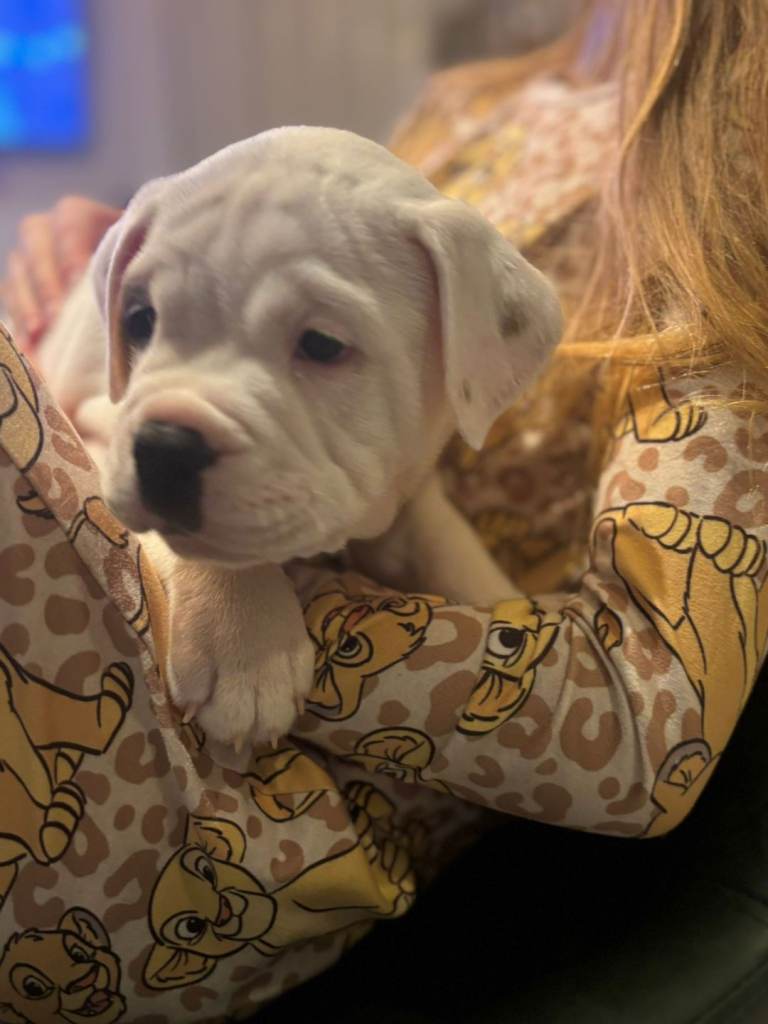 English Bulldog Staffordshire Bull pups 