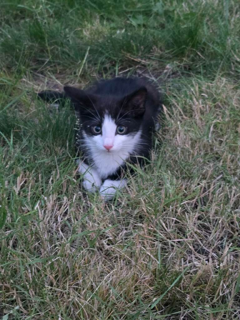 Kitten boy 