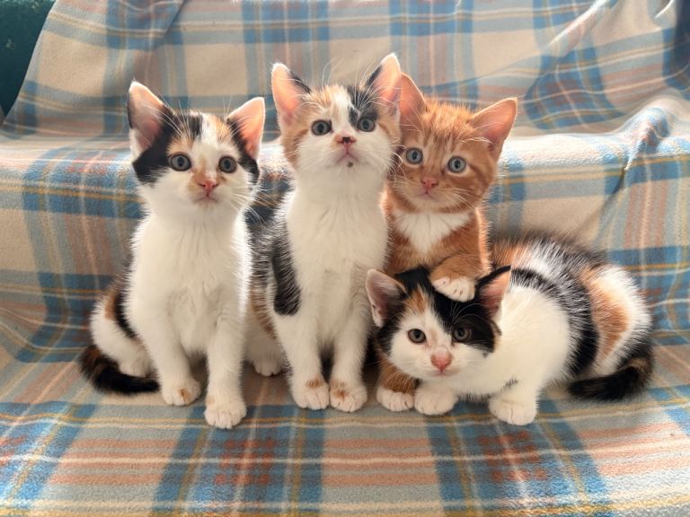 4 kittens for sale