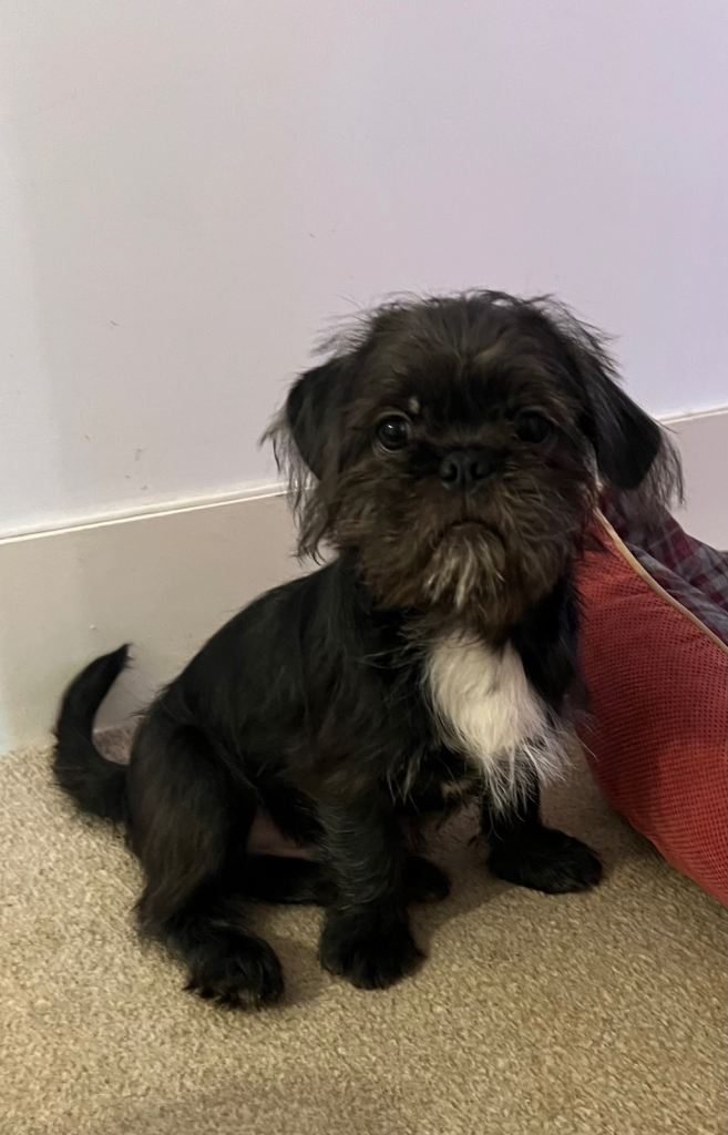 Pug-Tzu Puppies 