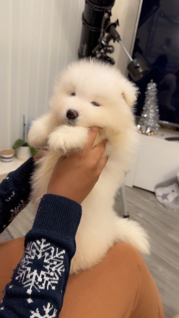 Vaccinated and microchipped pups ready to leave soon❤️