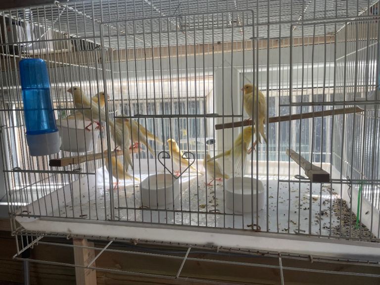 canaries