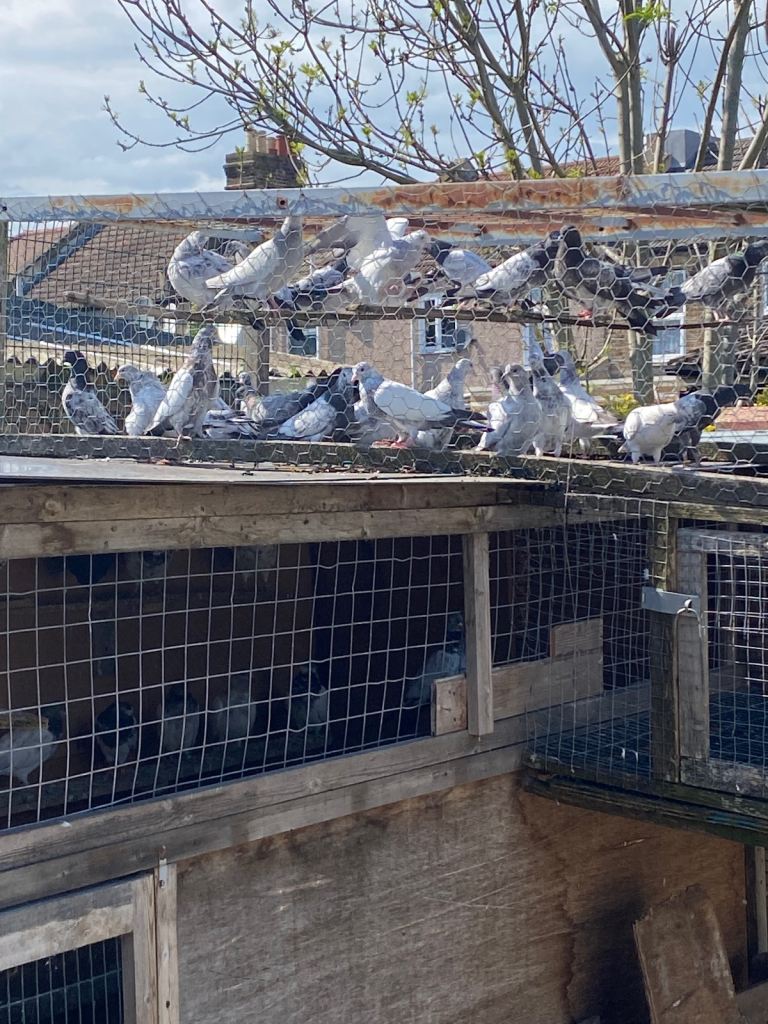 Pigeons for sale