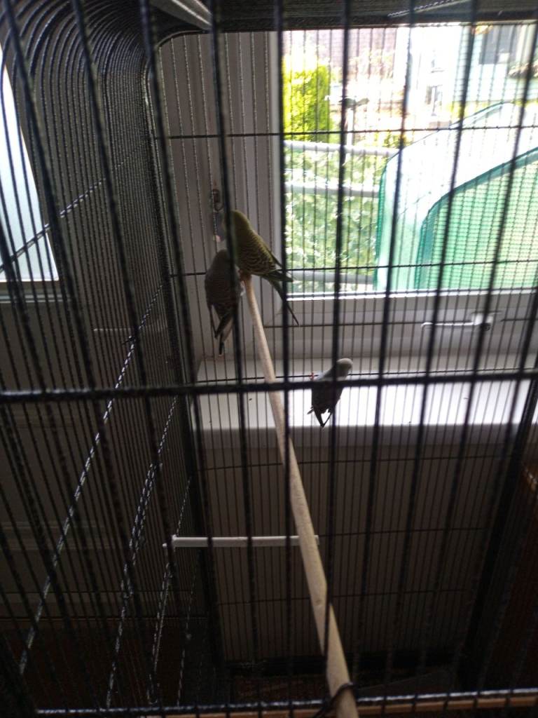 Free budgies and finches