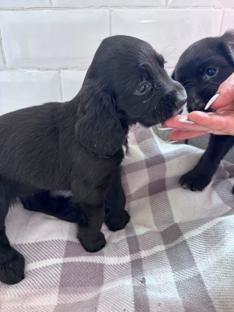 Cocker spaniel puppies 