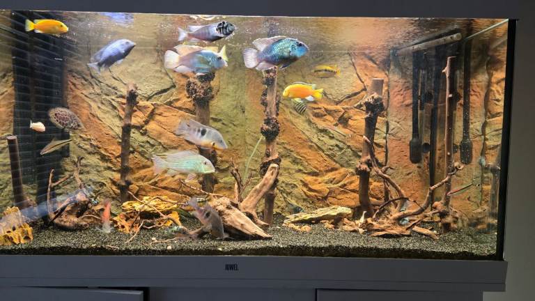 Large Tropical Fish incl Cichlids