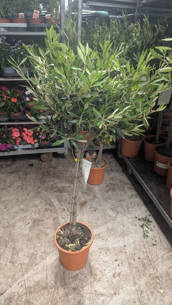 Olive trees 1meter lollipop style 2 for £45 or £25 each