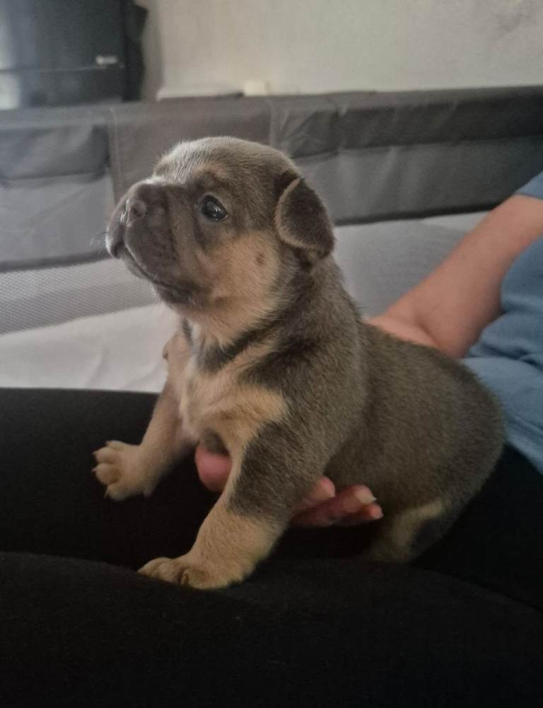French Bulldog Puppy