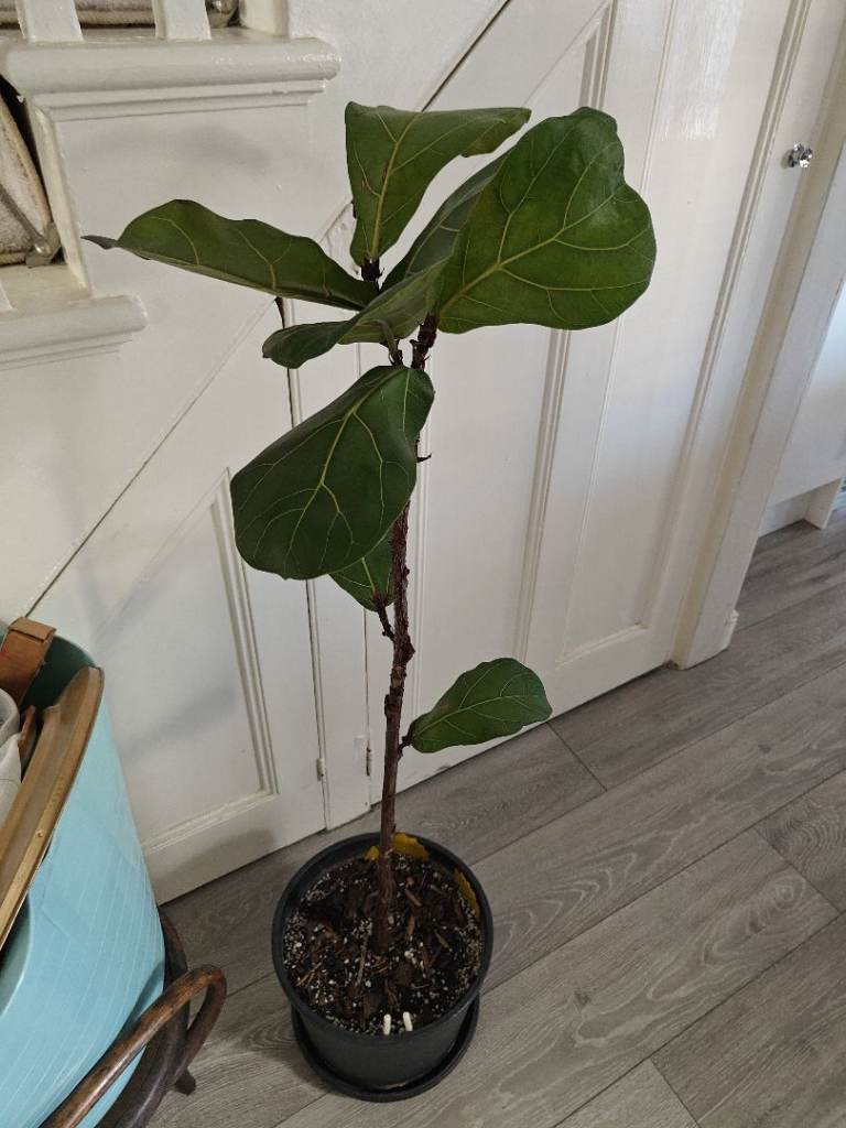 Fiddle Leaf Fig Tree (Ficus Lyrata) – Healthy Plant