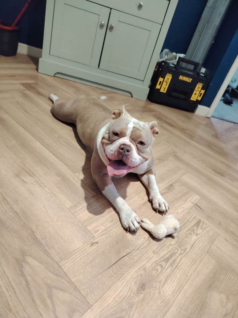 Female Pocket bully