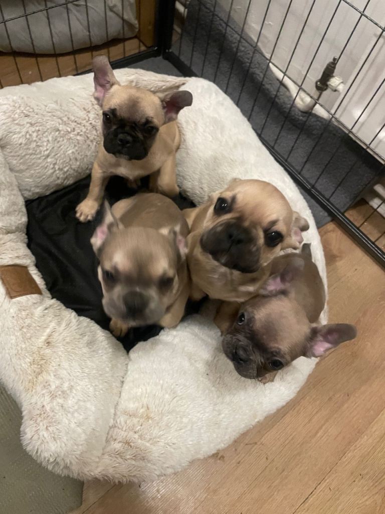 Ready now for there 4ever homes 