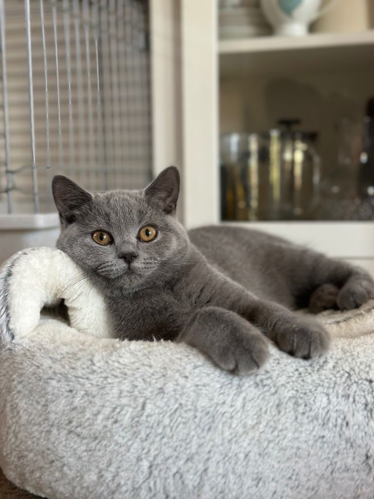 Pedigree British Shorthair Kittens (READY)