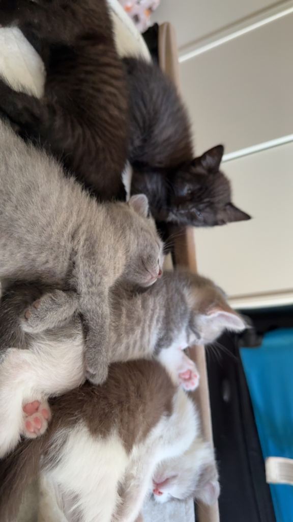 Mixed kittens 