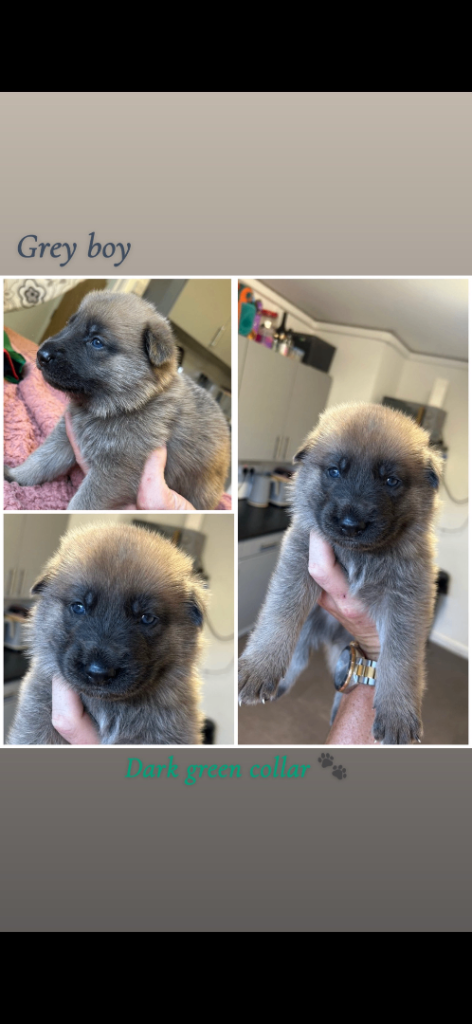 German Shepard X Akita puppies 