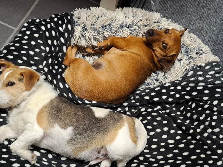 Jack russell cross dashound