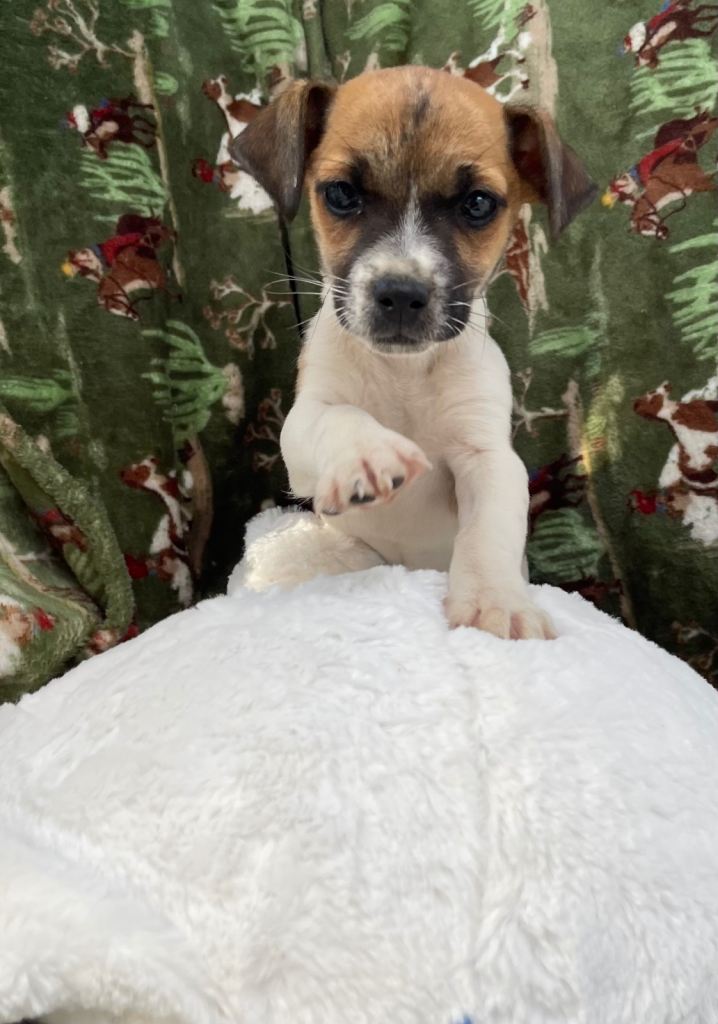 Jack Russell puppy