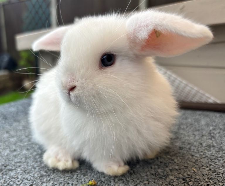 Mini Lops and Mini Plush Lops